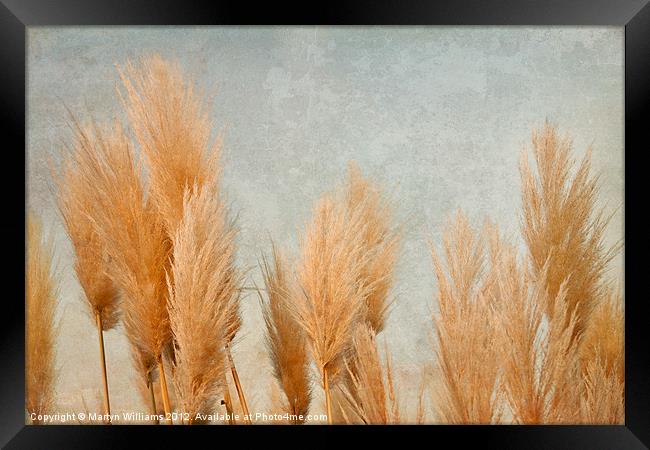 Pampas Grass Framed Print by Martyn Williams