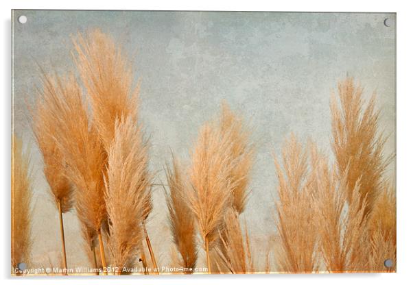 Pampas Grass Acrylic by Martyn Williams