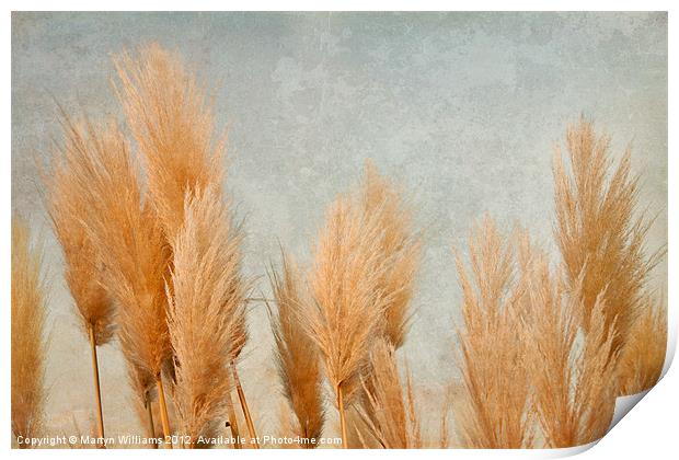 Pampas Grass Print by Martyn Williams