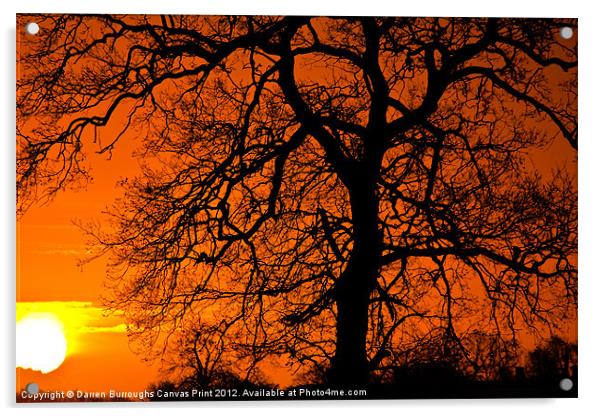 Sunrise Tree Silhouette Acrylic by Darren Burroughs