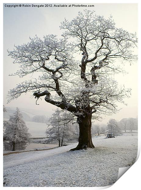 Hoar Frost in Chatsworth Park Print by Robin Dengate