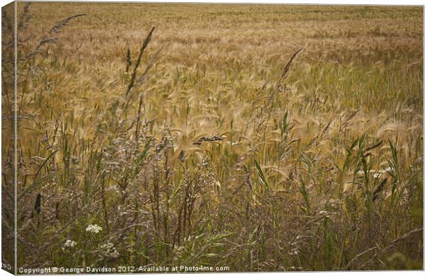 Fields of Barley Canvas Print by George Davidson