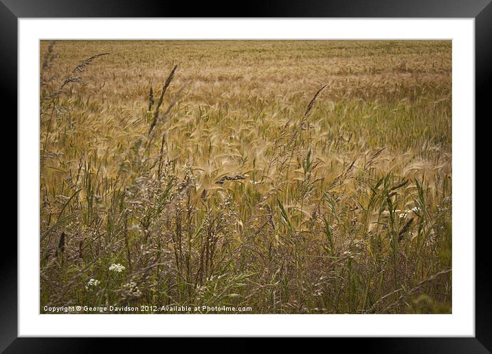 Fields of Barley Framed Mounted Print by George Davidson