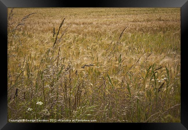 Fields of Barley Framed Print by George Davidson