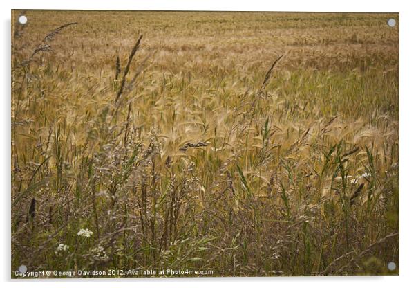 Fields of Barley Acrylic by George Davidson
