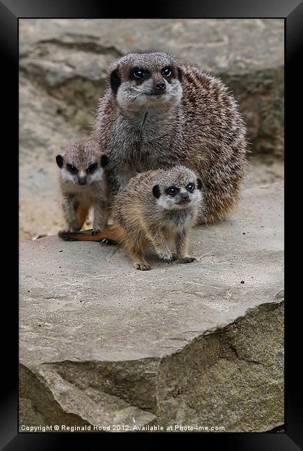 Meercat Family Framed Print by Reginald Hood