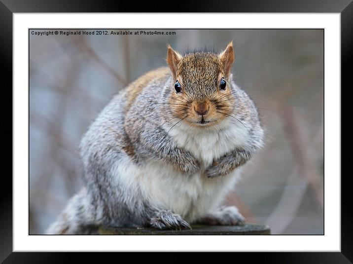 Grey Squirrel Framed Mounted Print by Reginald Hood