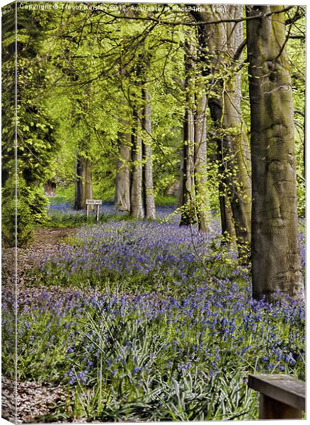 Bluebell Pathway Canvas Print by Trevor Kersley RIP