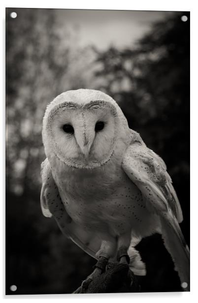 Barn Owl Acrylic by craig beattie