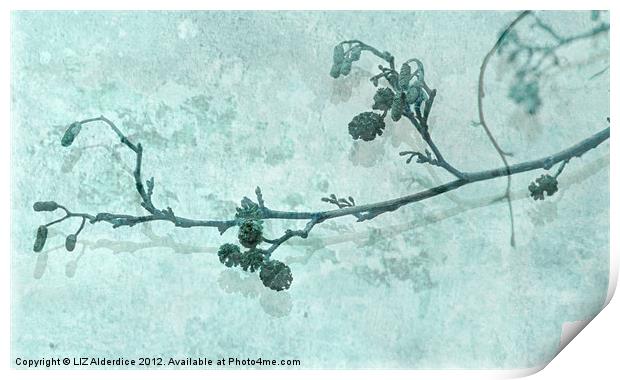 Alder Shadow Print by LIZ Alderdice