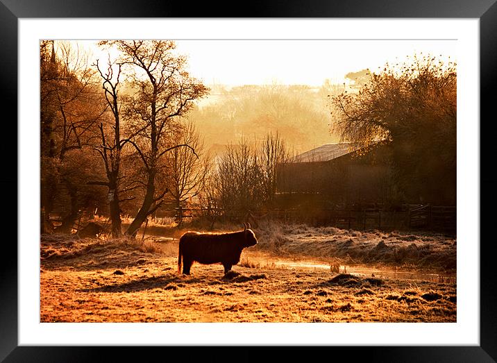 Highland Cattle in Dawn light Framed Mounted Print by Dawn Cox