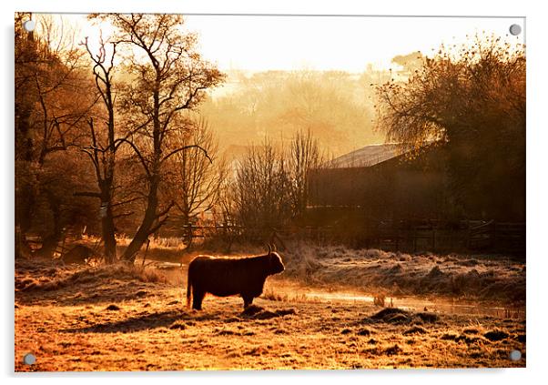 Highland Cattle in Dawn light Acrylic by Dawn Cox