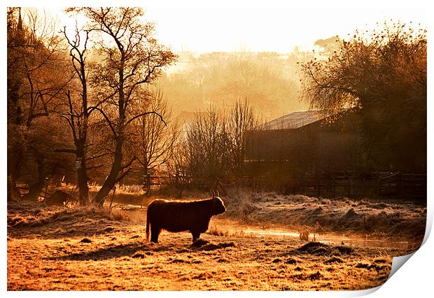 Highland Cattle in Dawn light Print by Dawn Cox