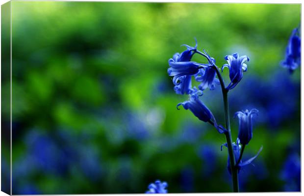 Bluebells in Spring Canvas Print by Lewis Nye