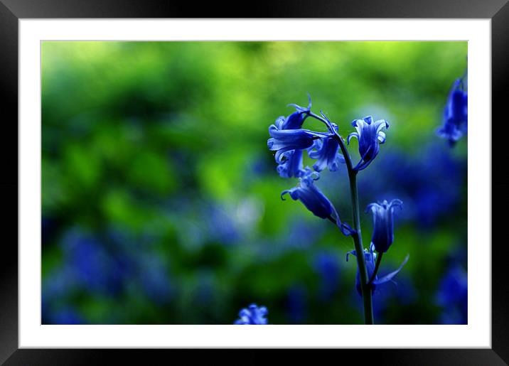 Bluebells in Spring Framed Mounted Print by Lewis Nye