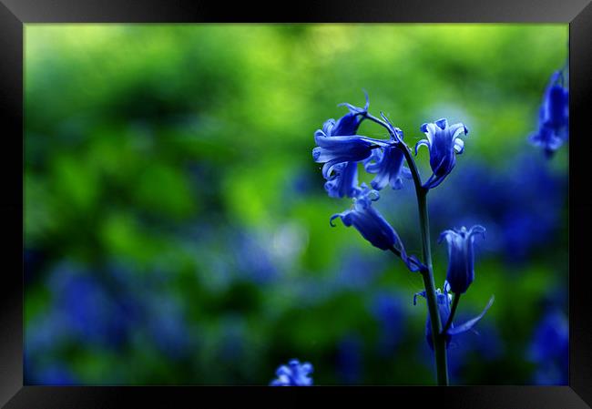 Bluebells in Spring Framed Print by Lewis Nye