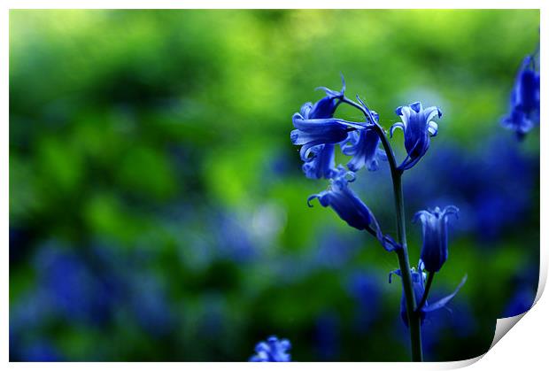 Bluebells in Spring Print by Lewis Nye