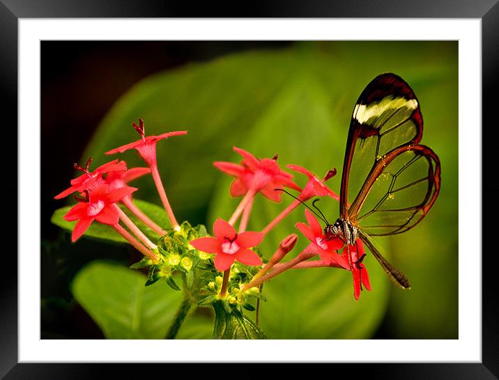 Pollination Framed Mounted Print by Tom Reed
