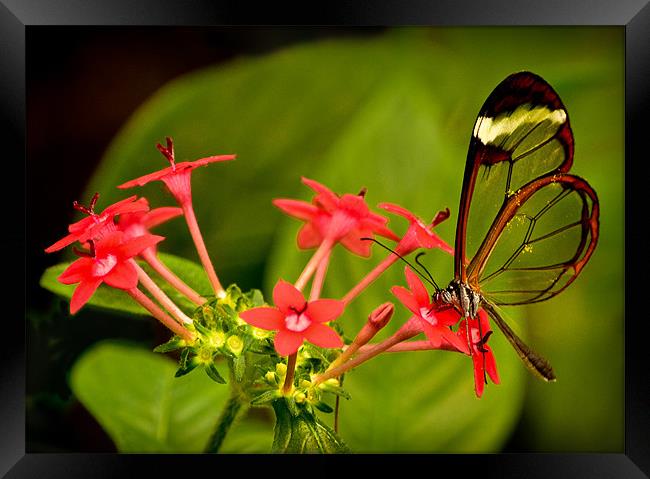 Pollination Framed Print by Tom Reed