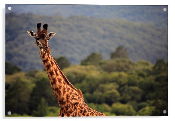 African Maasai Giraffe Acrylic by Catherine Kiely