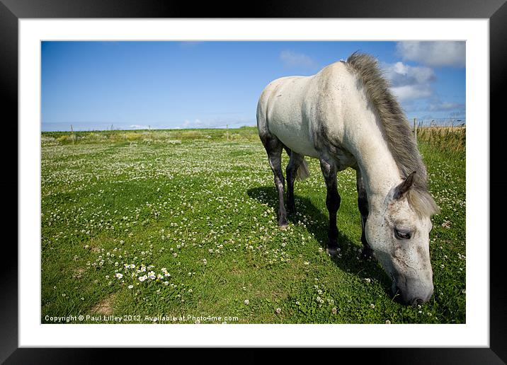 Majestic Connemara Pony Grazing in a Lush Field Framed Mounted Print by Digitalshot Photography