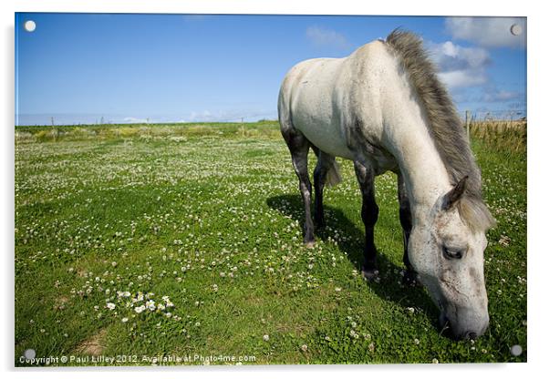 Majestic Connemara Pony Grazing in a Lush Field Acrylic by Digitalshot Photography