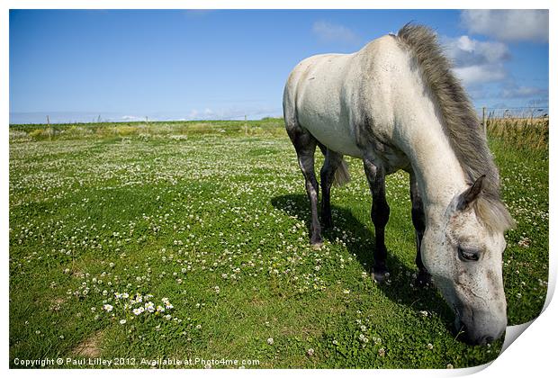 Majestic Connemara Pony Grazing in a Lush Field Print by Digitalshot Photography