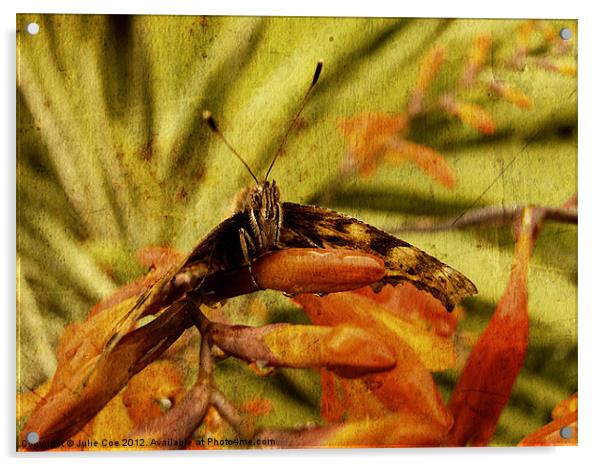 Comma Butterfly Acrylic by Julie Coe