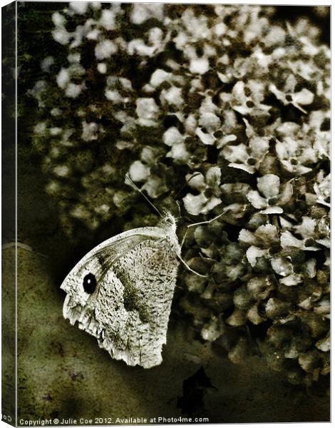 Large White Butterfly Canvas Print by Julie Coe