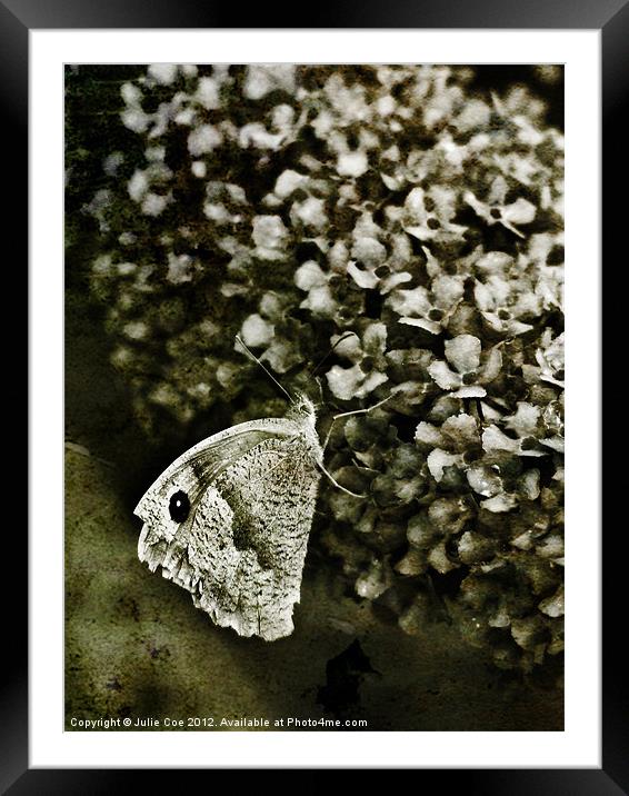 Large White Butterfly Framed Mounted Print by Julie Coe