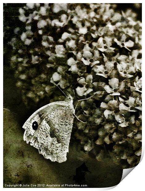 Large White Butterfly Print by Julie Coe