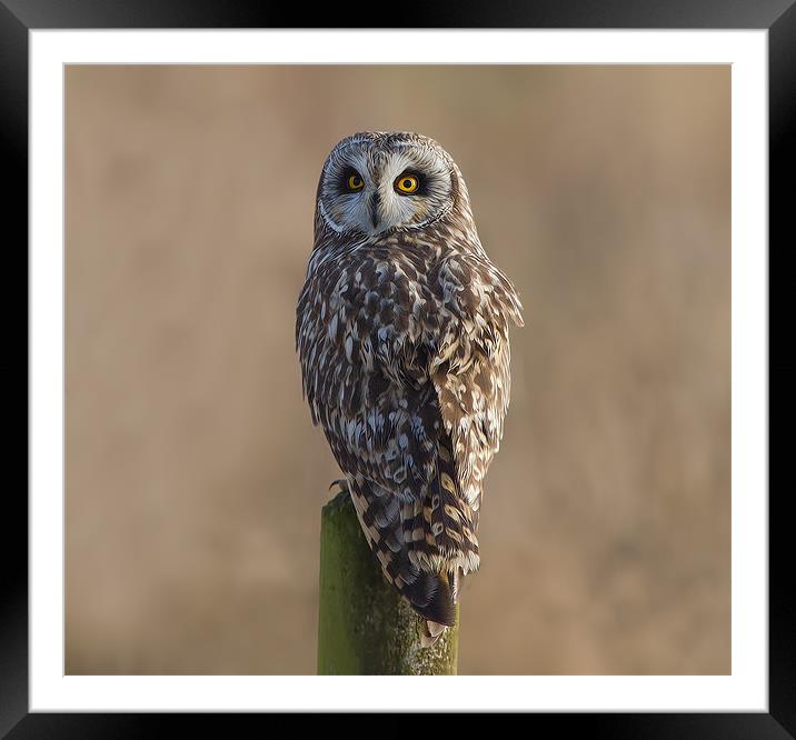 Short - Eared Owl. Framed Mounted Print by Don Davis