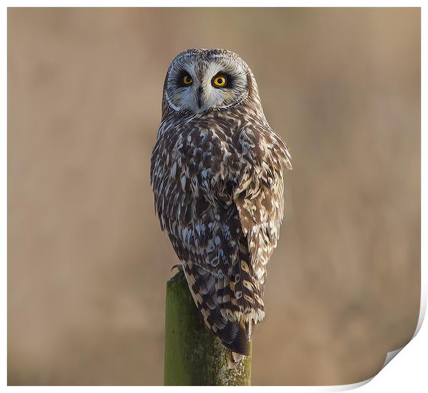Short - Eared Owl. Print by Don Davis