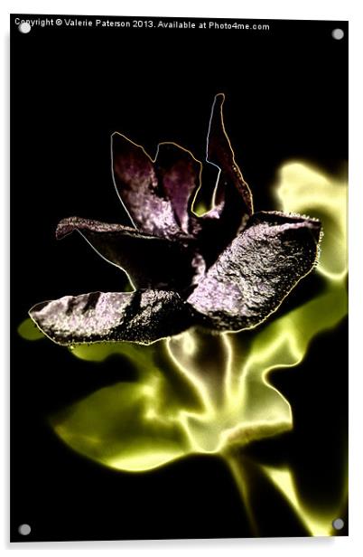 Velvet Petals Acrylic by Valerie Paterson