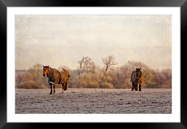 Two horses in winter coats Framed Mounted Print by Dawn Cox
