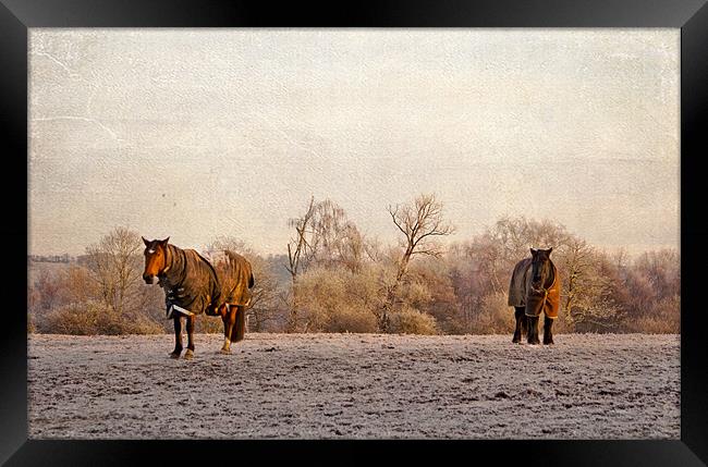 Two horses in winter coats Framed Print by Dawn Cox