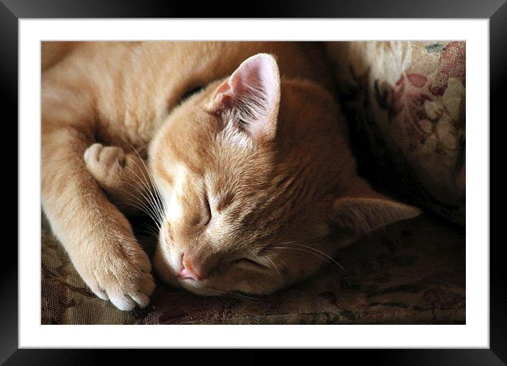 When Im Sleeping Im very good. Framed Mounted Print by Stan Dooley