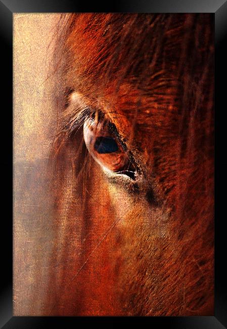 Window to the Soul Framed Print by Dawn Cox