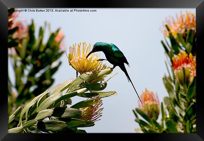 Hummingbird at Kirstenbosch CPT Framed Print by Chris Barker