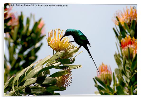 Hummingbird at Kirstenbosch CPT Acrylic by Chris Barker