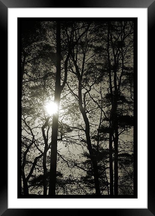 winter sun Framed Mounted Print by Heather Newton