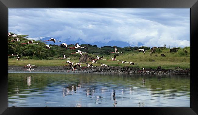 Flying Flamingoes - Tanzania, Africa Framed Print by Catherine Kiely