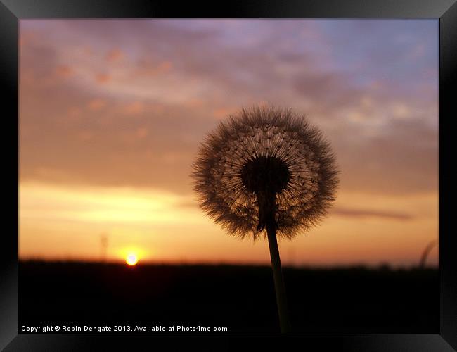 Dandelion at Sunrise Framed Print by Robin Dengate