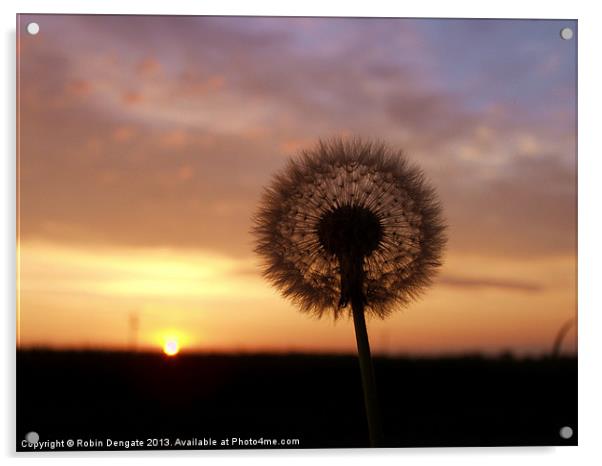Dandelion at Sunrise Acrylic by Robin Dengate