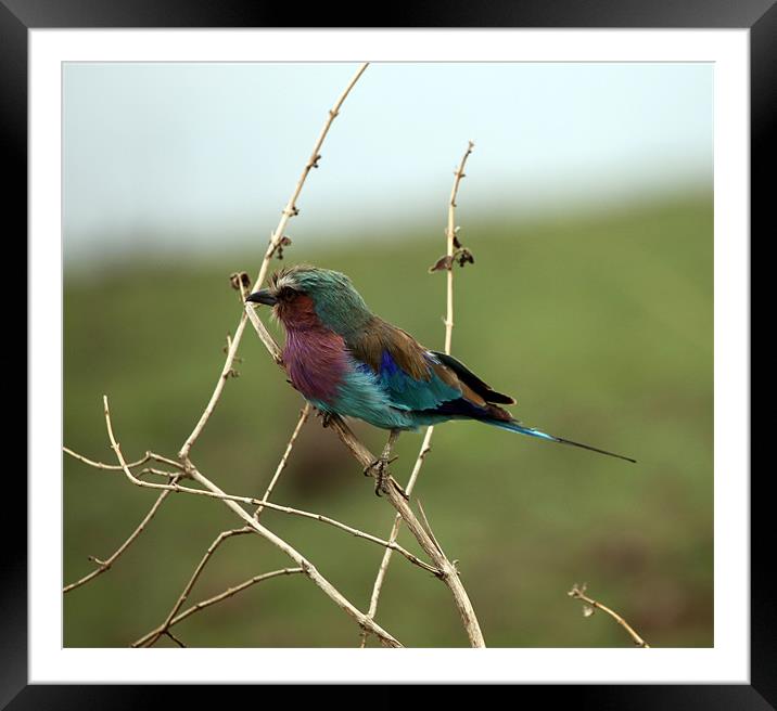 Lilac-breasted Roller Framed Mounted Print by Catherine Kiely