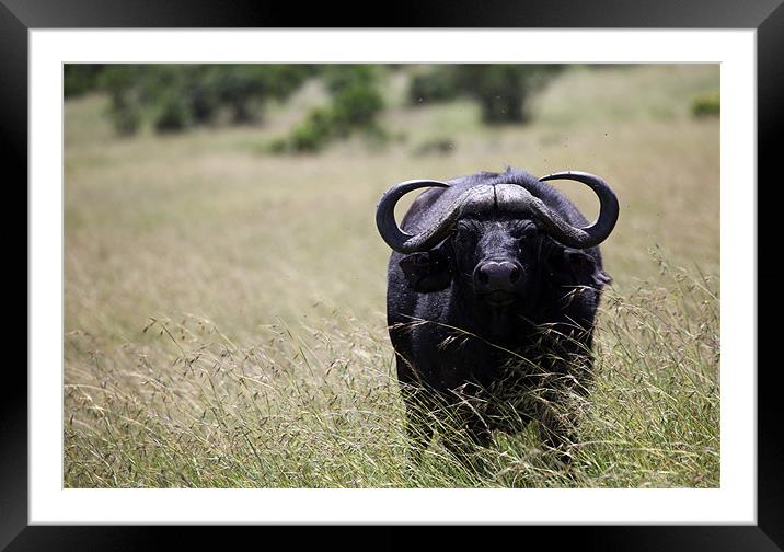 African Buffalo Framed Mounted Print by Catherine Kiely