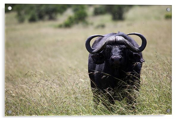 African Buffalo Acrylic by Catherine Kiely