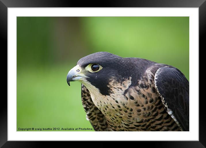 Curious Falcon Framed Mounted Print by craig beattie