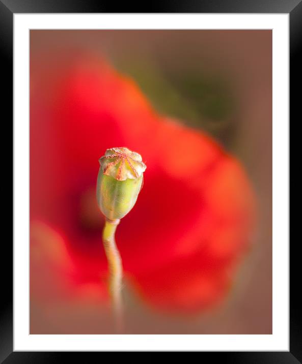 Poppy Framed Mounted Print by Mike Sherman Photog