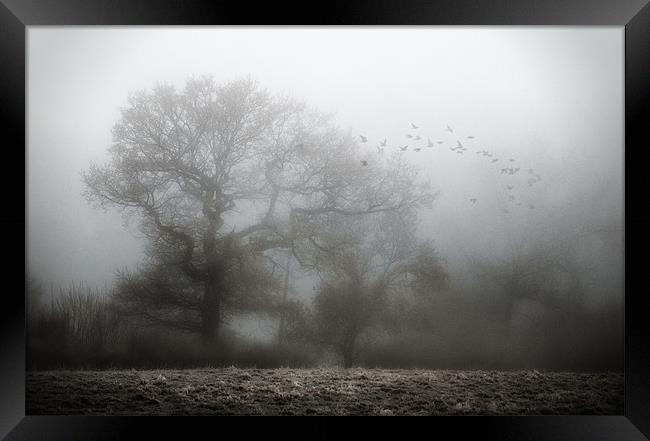 Misty Morning Framed Print by steve weston